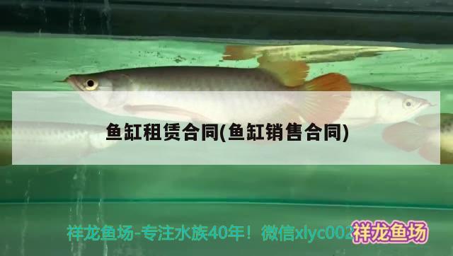 魚缸租賃合同(魚缸銷售合同)