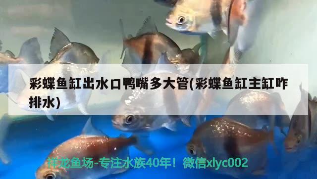 最好養(yǎng)的雷龍魚是哪種(雷龍魚哪個(gè)品種最好養(yǎng)) 虎紋銀版魚 第1張