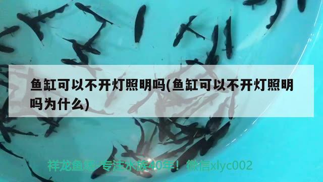 魚缸可以不開燈照明嗎(魚缸可以不開燈照明嗎為什么)