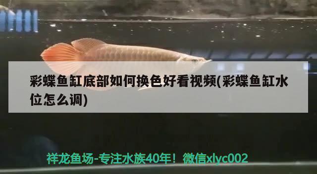 彩蝶魚缸底部如何換色好看視頻(彩蝶魚缸水位怎么調(diào)) 女王大帆魚