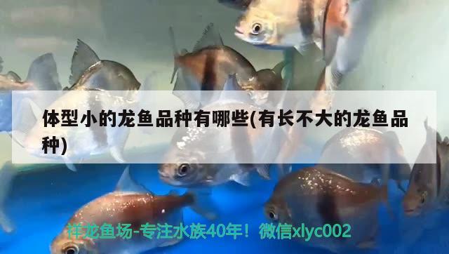 體型小的龍魚品種有哪些(有長(zhǎng)不大的龍魚品種)