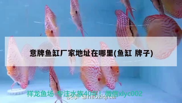 意牌魚缸廠家地址在哪里(魚缸牌子)