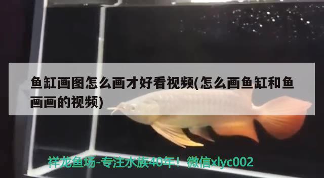 魚缸畫圖怎么畫才好看視頻(怎么畫魚缸和魚畫畫的視頻) 羽毛刀魚苗