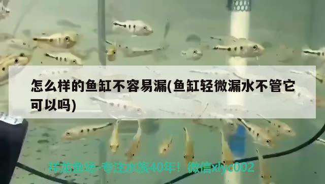 怎么樣的魚缸不容易漏(魚缸輕微漏水不管它可以嗎) 狗仔（招財貓)魚苗