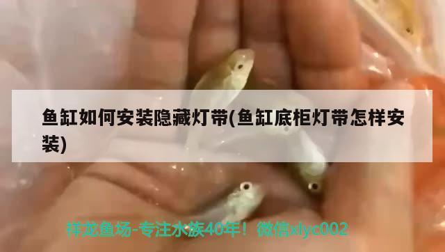 魚缸如何安裝隱藏?zé)魩?魚缸底柜燈帶怎樣安裝) 鴨嘴鯊魚