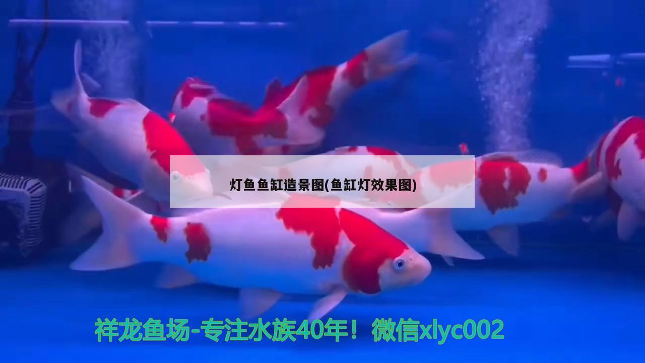 燈魚魚缸造景圖(魚缸燈效果圖)