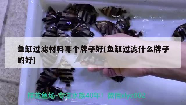 魚缸過濾材料哪個牌子好(魚缸過濾什么牌子的好) 泰龐海鰱魚