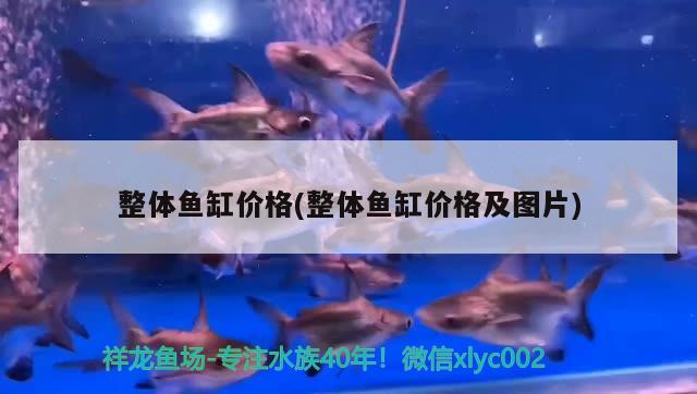 整體魚缸價格(整體魚缸價格及圖片) 女王大帆魚苗