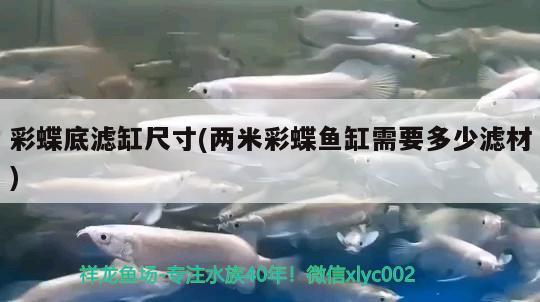 彩蝶底濾缸尺寸(兩米彩蝶魚缸需要多少濾材) 黃金斑馬魚