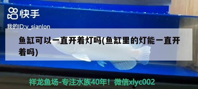 魚缸可以一直開著燈嗎(魚缸里的燈能一直開著嗎) 月光鴨嘴魚苗 第2張