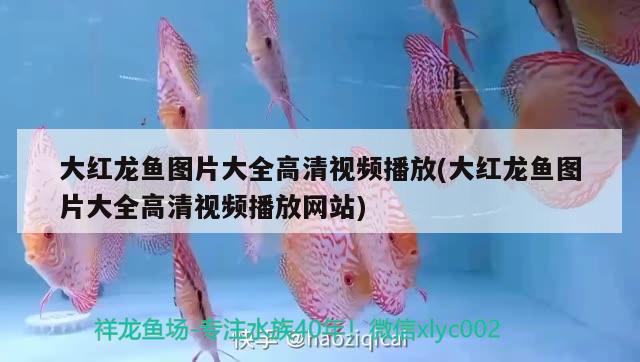 大紅龍魚(yú)圖片大全高清視頻播放(大紅龍魚(yú)圖片大全高清視頻播放網(wǎng)站) 白子黃化銀龍魚(yú)