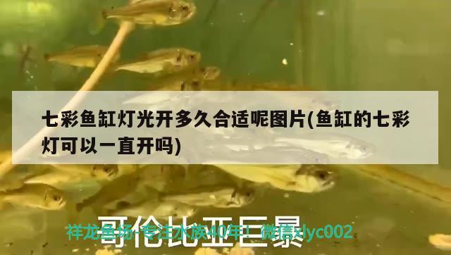 七彩魚缸燈光開多久合適呢圖片(魚缸的七彩燈可以一直開嗎) 野彩魚