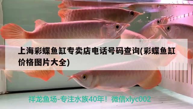 紅龍魚和什么龜一起養(yǎng)好(紅龍魚與什么龜混養(yǎng)) 烏龜