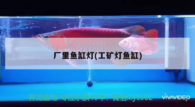 養(yǎng)兩條龍魚(yú)的寓意（養(yǎng)4條龍魚(yú)有什么寓意） 黑桃A魚(yú) 第1張