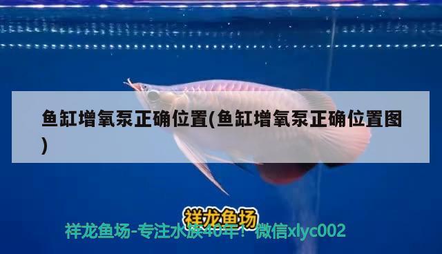 魚缸增氧泵正確位置(魚缸增氧泵正確位置圖) 新加坡號半紅龍魚（練手級紅龍魚）