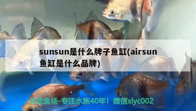 魚缸過濾材料多久洗一次合適：魚缸過濾濾材多久清洗一次