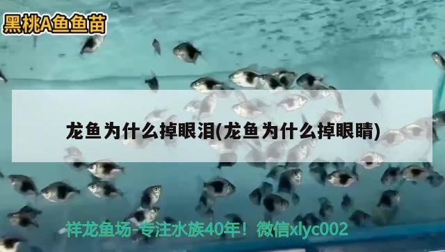 龍魚為什么掉眼淚(龍魚為什么掉眼睛) 印尼紅龍魚