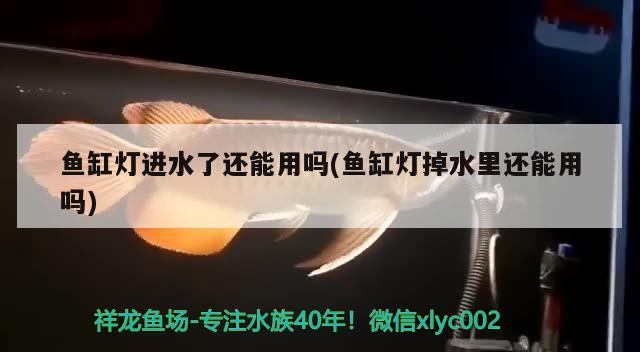 印尼四喜鳥和本地四喜鳥有何區(qū)別，四喜鳥食的最佳配方 觀賞魚 第1張