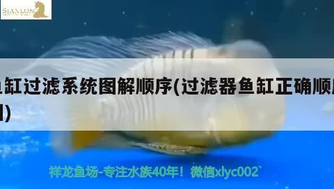 魚缸過濾系統(tǒng)圖解順序(過濾器魚缸正確順序圖)