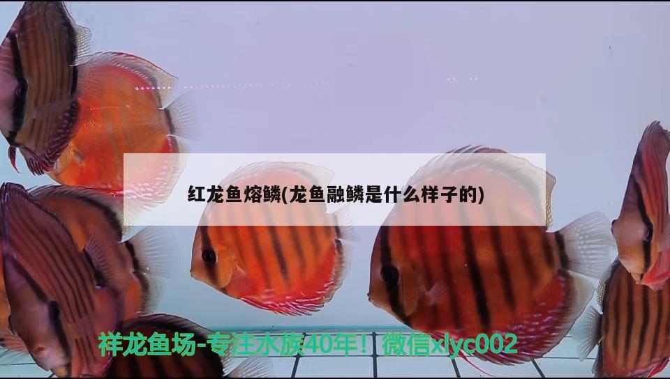 銅能放魚(yú)缸里嗎 銅能放魚(yú)缸里嗎為什么 蝴蝶鯉魚(yú)苗 第1張