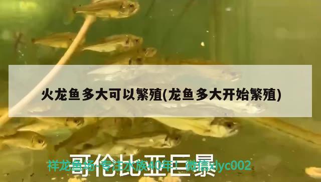 火龍魚多大可以繁殖(龍魚多大開始繁殖) 金龍福龍魚