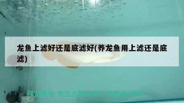 龍魚上濾好還是底濾好(養(yǎng)龍魚用上濾還是底濾) 黃金鴨嘴魚