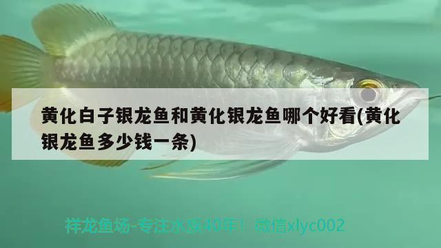 魚(yú)缸過(guò)濾海綿多久更換（魚(yú)缸的海綿多久換一次）