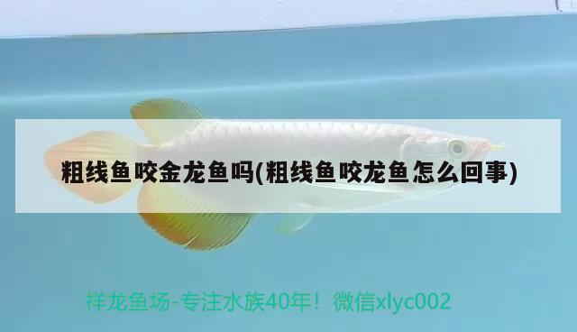 粗線魚咬金龍魚嗎(粗線魚咬龍魚怎么回事)