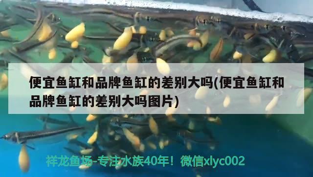 便宜魚缸和品牌魚缸的差別大嗎(便宜魚缸和品牌魚缸的差別大嗎圖片) 大湖紅龍魚