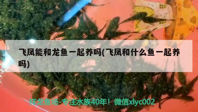 飛鳳能和龍魚一起養(yǎng)嗎(飛鳳和什么魚一起養(yǎng)嗎) 戰(zhàn)車紅龍魚