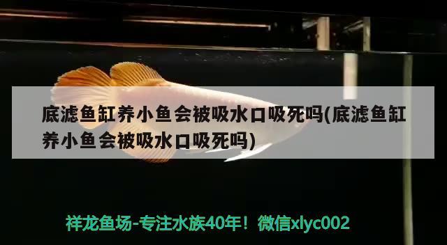 求助泰虎到家就跟煤球一樣怎么辦？ 泰國(guó)虎魚 第2張