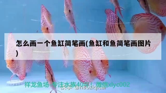 怎么畫(huà)一個(gè)魚(yú)缸簡(jiǎn)筆畫(huà)(魚(yú)缸和魚(yú)簡(jiǎn)筆畫(huà)圖片) 翡翠鳳凰魚(yú)