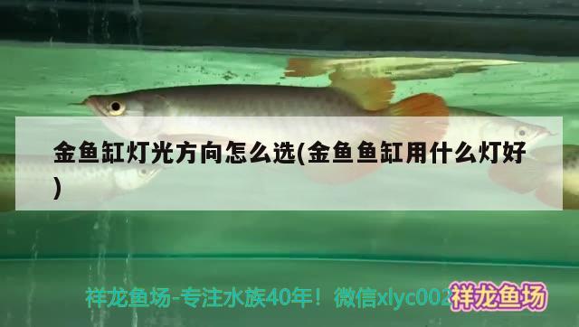 金魚缸燈光方向怎么選(金魚魚缸用什么燈好)