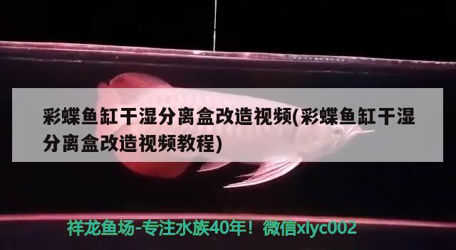 彩蝶魚缸干濕分離盒改造視頻(彩蝶魚缸干濕分離盒改造視頻教程) 觀賞魚百科