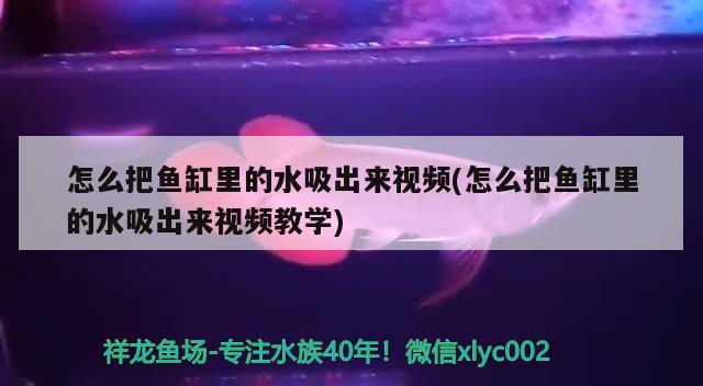 魚缸上濾槽水溢流怎么辦?。ㄖ苯且缌魅绾畏乐刽~進(jìn)去） 元寶鯽