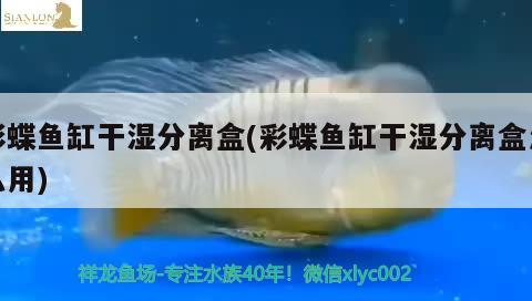 彩蝶魚缸干濕分離盒(彩蝶魚缸干濕分離盒怎么用) 潛水泵