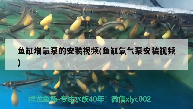 魚缸增氧泵的安裝視頻(魚缸氧氣泵安裝視頻) 觀賞魚飼料