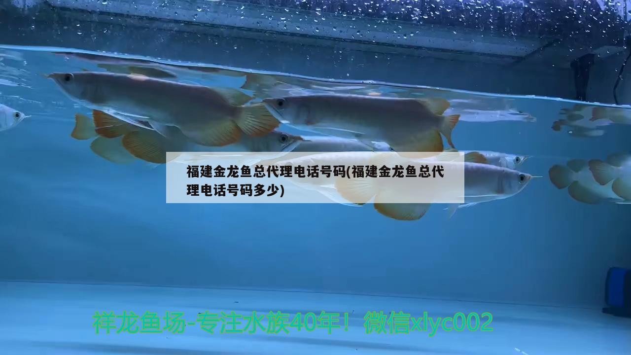 福建金龍魚總代理電話號碼(福建金龍魚總代理電話號碼多少) 水族用品