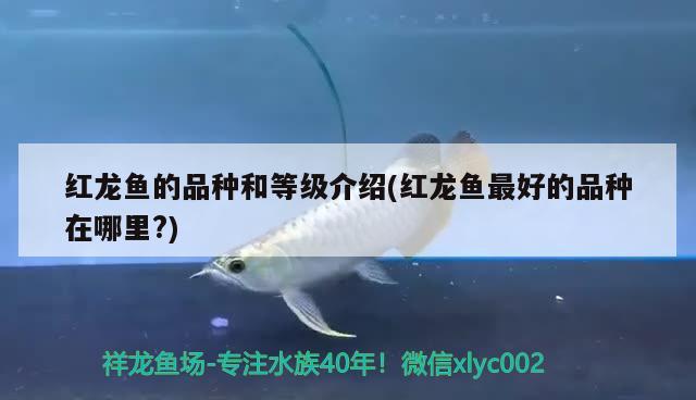 安康賣魚缸在哪里進貨 安康賣魚缸在哪里進貨的 月光鴨嘴魚苗 第1張