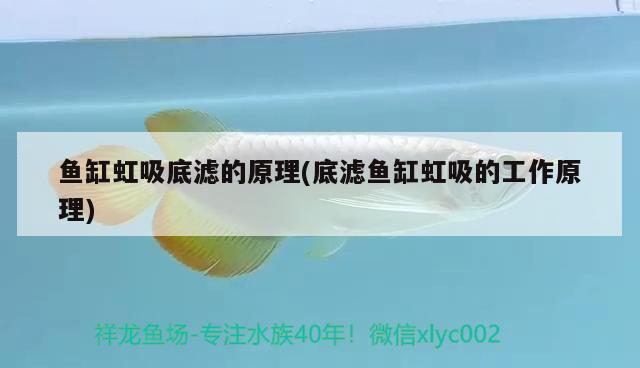 魚缸虹吸底濾的原理(底濾魚缸虹吸的工作原理) 其它水族用具設(shè)備