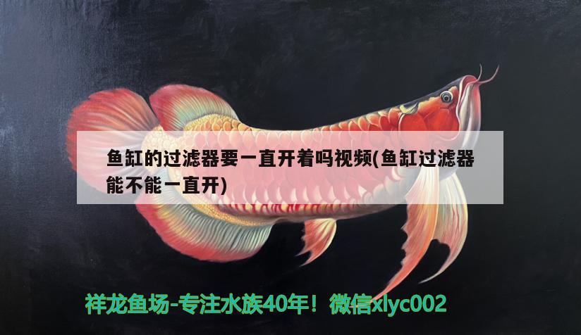 魚缸的過濾器要一直開著嗎視頻(魚缸過濾器能不能一直開) 過背金龍魚