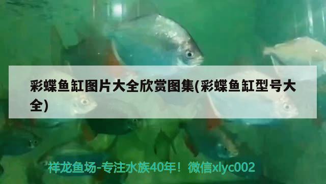 彩蝶魚缸圖片大全欣賞圖集(彩蝶魚缸型號(hào)大全) 黑金魟魚