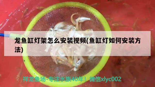 龍魚缸燈架怎么安裝視頻(魚缸燈如何安裝方法) BD魟魚