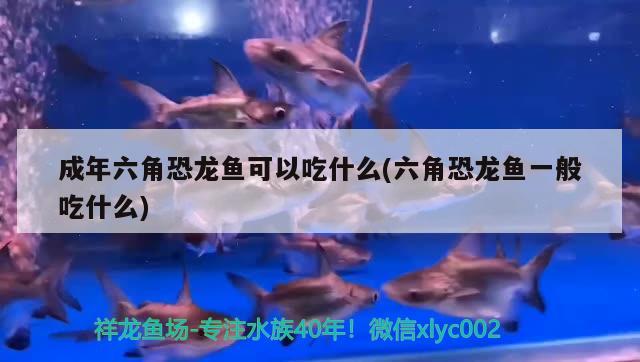 成年六角恐龍魚可以吃什么(六角恐龍魚一般吃什么)