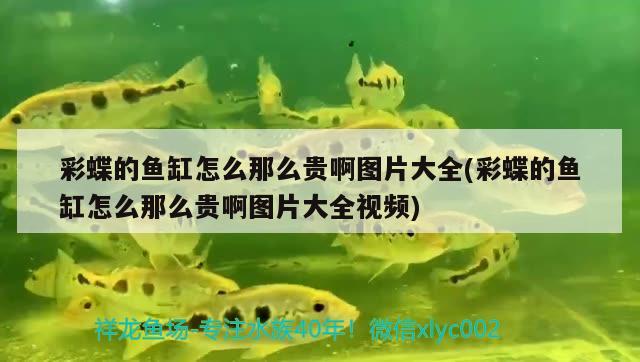 彩蝶的魚缸怎么那么貴啊圖片大全(彩蝶的魚缸怎么那么貴啊圖片大全視頻)