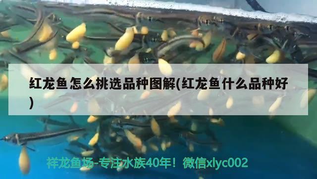 水缸改造魚缸圖片大全 老舊水缸改造 速倍妥