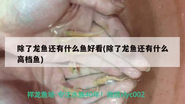 除了龍魚還有什么魚好看(除了龍魚還有什么高檔魚) PH調(diào)節(jié)劑