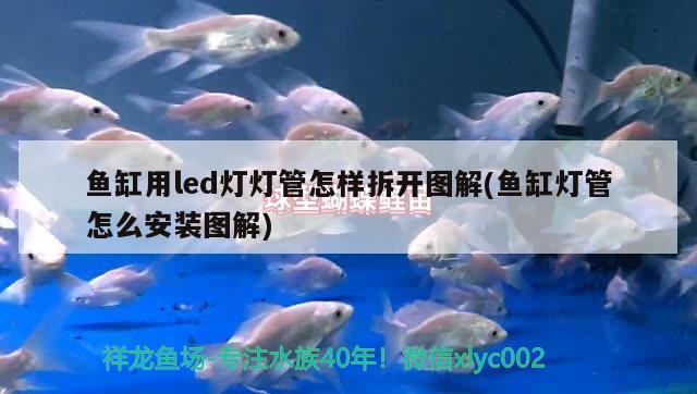 魚(yú)缸底砂上長(zhǎng)了白毛，魚(yú)缸過(guò)濾泵上面有白色類(lèi)似米糊的東西是什么