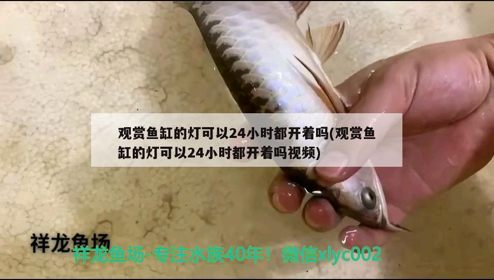 觀賞魚缸的燈可以24小時(shí)都開(kāi)著嗎(觀賞魚缸的燈可以24小時(shí)都開(kāi)著嗎視頻)