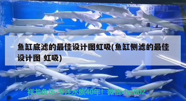 廣州水族批發(fā)市場印江自治縣幻境水景水族館 觀賞魚水族批發(fā)市場 第2張